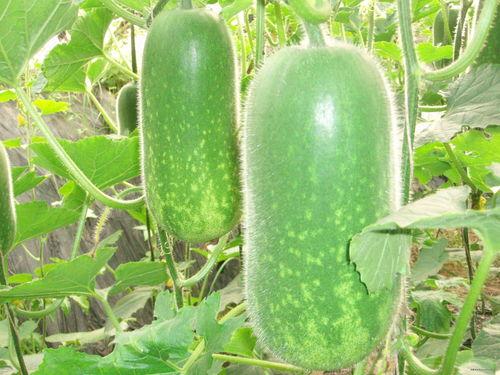 今日吃瓜热门大瓜每日更新51 人,揭秘今日热门大瓜，每日更新，精彩不断